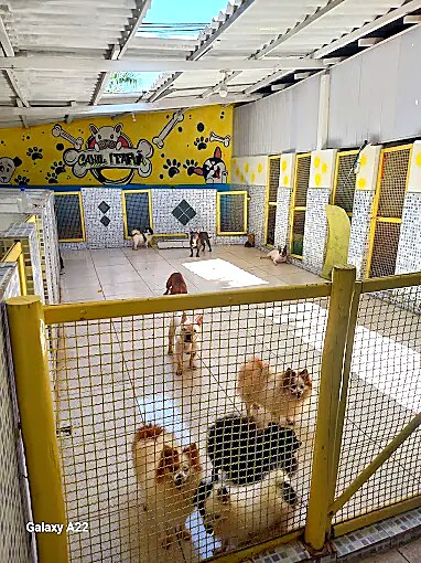 Cães felizes brincando no Itapuã Pet
